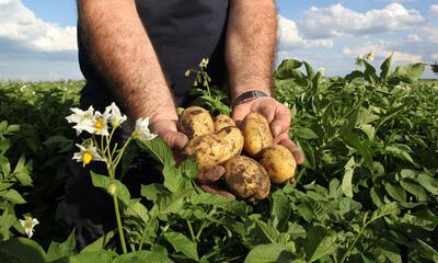 landbouwer teelt aardappelen