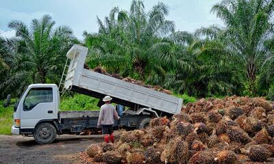Vrachtwagen loost oogst palmolie