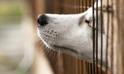 snuit hond piept door tralies in dierenasiel