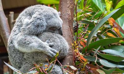 slapende koala