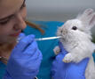 Dierenarts geeft medicijnen aan konijn.