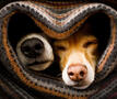 honden in deken
