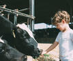 Jongen voedert koe gras
